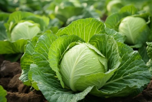 卷心菜